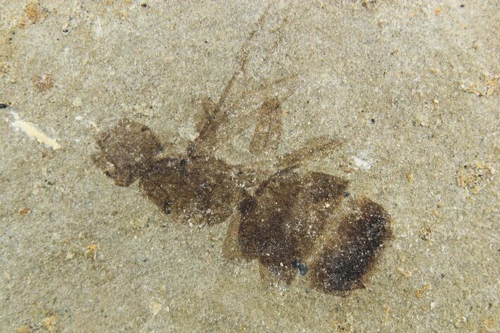 Fossil Ant (Formicidae) - Cereste, France #256056